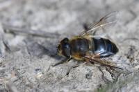 Eristalis similis