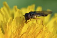 Melanostoma mellinum