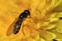 Melanostoma mellinum