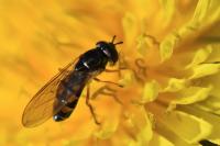 Melanostoma mellinum