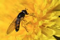 Melanostoma mellinum