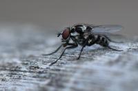 Anthomyia procellaris