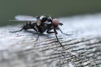 Anthomyia procellaris