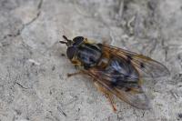 Ferdinandea cuprea