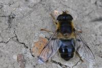 Eristalis pertinax