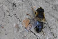 Eristalis pertinax