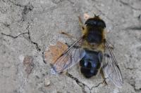 Eristalis pertinax