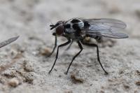 Anthomyia procellaris