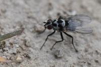 Anthomyia procellaris