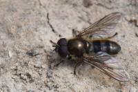 Cheilosia grossa