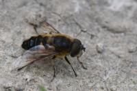 Eristalis similis