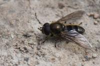 Cheilosia grossa