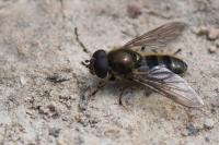 Cheilosia grossa