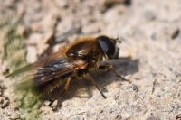 Cheilosia grossa