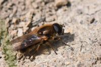 Cheilosia grossa