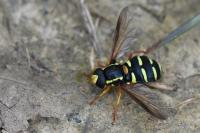Philhelius citrofasciatus