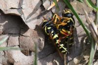Philhelius citrofasciatus