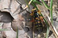 Philhelius citrofasciatus