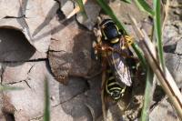Philhelius citrofasciatus