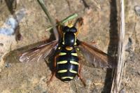 Philhelius citrofasciatus
