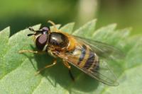 Epistrophe eligans