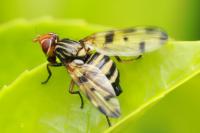 Otites porcus