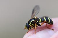 Philhelius citrofasciatus