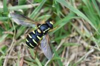 Philhelius citrofasciatus
