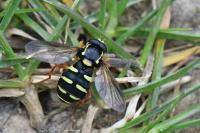 Philhelius citrofasciatus