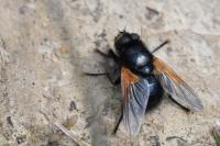 Mesembrina meridiana