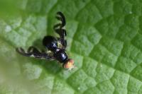 Euleia heraclei
