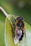 Eristalis similis