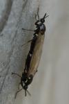 Scatopse notata