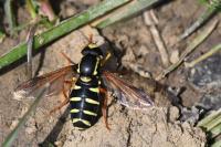 Philhelius citrofasciatus