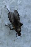 Empis pennipes