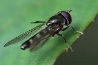 Platycheirus albimanus