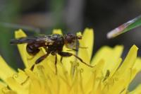 Myopa tessellatipennis