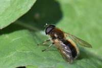 Cheilosia albipila