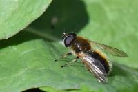 Cheilosia albipila