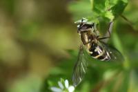 Syrphus torvus