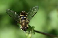 Syrphus torvus