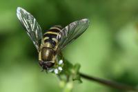 Syrphus torvus