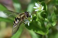 Syrphus torvus