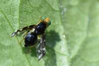 Euleia heraclei