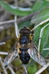Eristalis similis