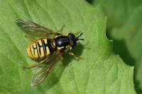 Chrysotoxum cautum