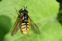 Chrysotoxum cautum