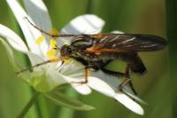 Empis tessellata