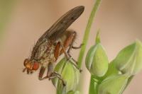 Scathophaga furcata