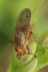 Scathophaga furcata